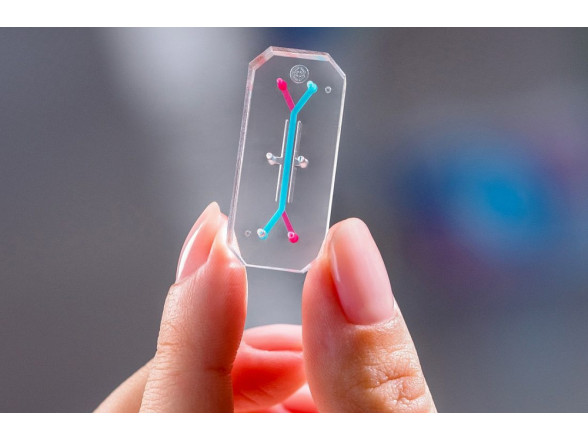 Scientists tell radio program about organ-on-a-chip research and applications
